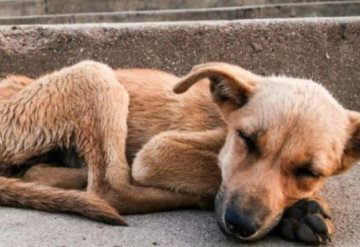 Aprueban ley que permite matar perros que viven en la calle