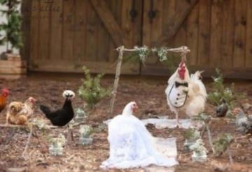 Así fue la boda entre un gallo y una gallina que organizó un fotógrafo