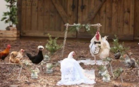 Así fue la boda entre un gallo y una gallina que organizó un fotógrafo