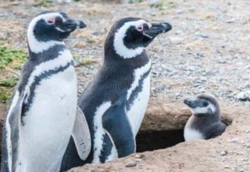 Esta es la historia de una pareja lesbiana de pingüinas que pusieron su primer huevo