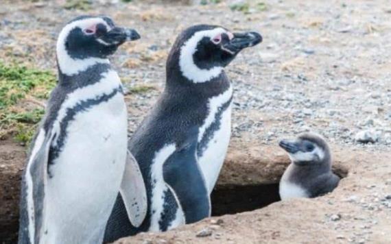 Esta es la historia de una pareja lesbiana de pingüinas que pusieron su primer huevo