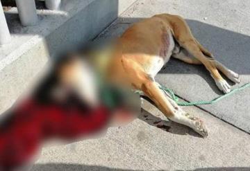 Matan a perro de cruel manera: Le hicieron explotar en el hocico un petardo 