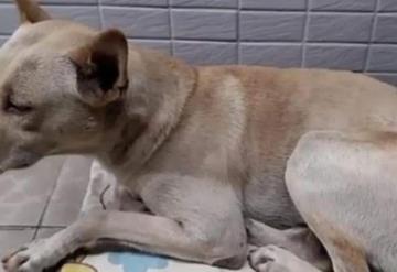 Casi medio año tardó un perrito a la espera de su dueño que lo abandonó