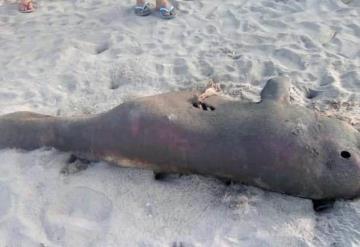 Aparecen delfín muerto en playa de Paraíso