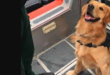 Muere agente canino por sobredosis al olfatear una mochila de un joven en un festival de música