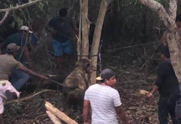 Vuelca tráiler con ´ganado´ en la Villahermosa a Cárdenas