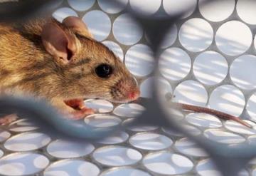 Hantavirus ya cobra la muerte de 13 personas en Argentina