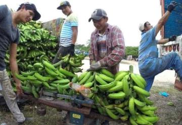 Disminuye un 30% la producción de plátano en Tabasco