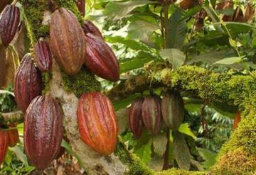 La ´piratería´ alcanza al cacao tabasqueño; amenaza a productores