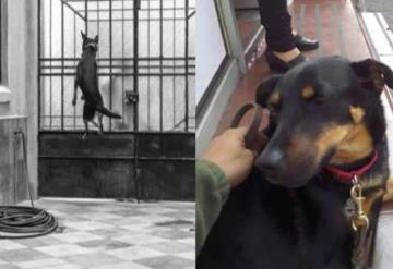 ´El Borras´ Perrito de ROMA antes de ser famoso vivía en la calle