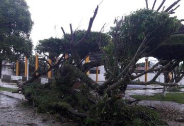 Vendaval sorprende a Teapanecos; derribó un árbol y dejó sin luz una colonia