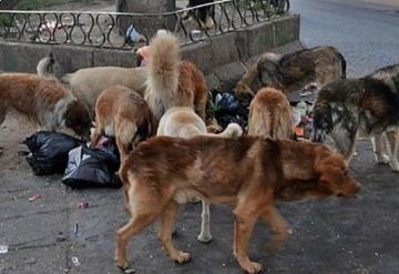 Llama Salvando Huellas a donar en pro de los cachorritos de la calle