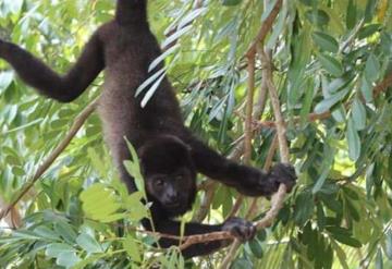 Agonizan refugios silvestres en Tabasco