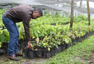 Inicia en Cárdenas ´sembrando vidas´