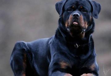 Rottweiler ataca a niña de 4 años; su padre lo mata para poder salvarla