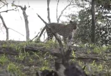 Leopardo ataca a tejón bebé, su mamá lo enfrenta y lo rescata