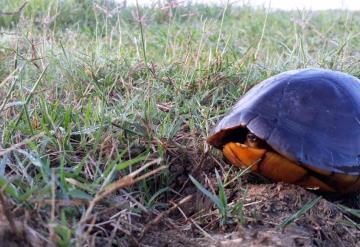 Extermina el hombre a tortugas en Pantanos de Centla