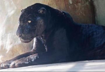 Jaguar de La Venta de 24 años preocupa por su grave estado de salud