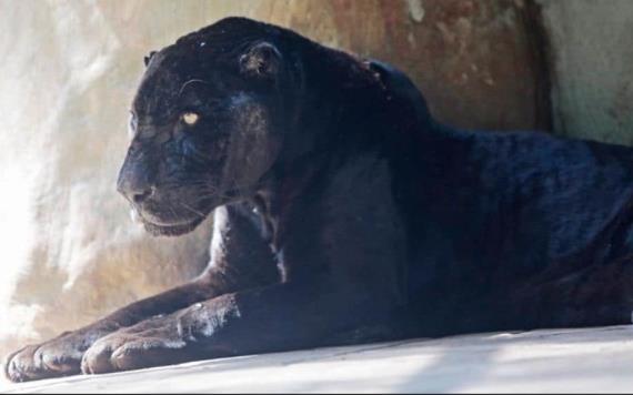 Jaguar de La Venta de 24 años preocupa por su grave estado de salud