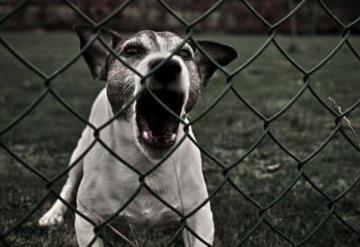 En esta localidad si tu perro ladra mucho y hay quejas, serás multado