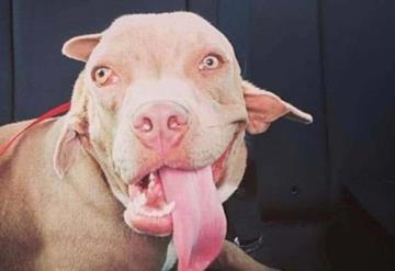 ¡Impresionante! Perrita tiene una boca en la oreja