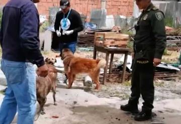 Padres solapaban que su hijo abusara de su perrita, "era algo natural"