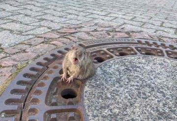 Por gordito un ratoncito se quedó atorado en una coladera y los bomberos tuvieron que rescatarlo