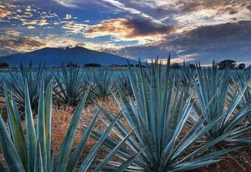 Científicos mexicanos buscan combatir la colitis con agave