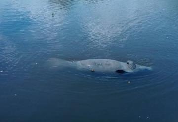 Pescadores encuentran manatí muerto en canal de Pemex