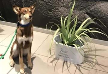 Hoteles en Tabasco ya aceptan mascotas