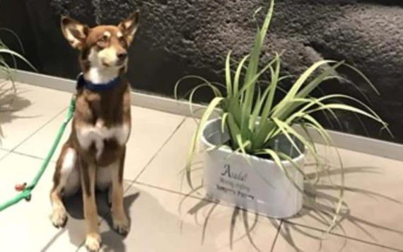 Hoteles en Tabasco ya aceptan mascotas