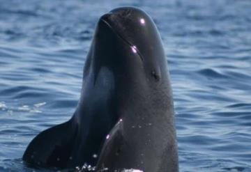 Este junio podría morir la última vaquita marina