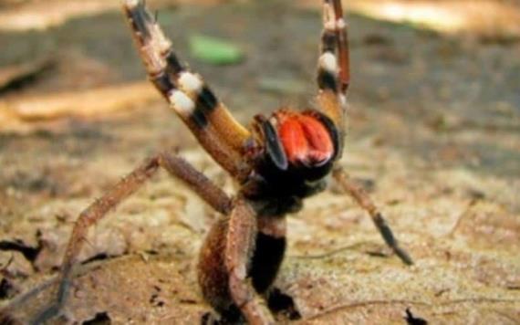 ¿El veneno de araña es mejor que el Viagra? Aquí te decimos