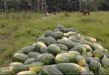 Sequía afecta producción de Sandía y Melón en Balancán