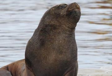 Mueren cuatro lobos marinos atrapados en la red de pesca