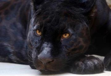 Jaguar ataca a mujer que intentaba tomarse una selfie con él