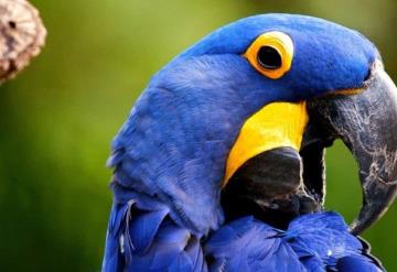 Nace un guacamayo azul, la especie fue declarada extinta hace años