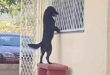 Perrito fue hasta la escuela de su amo para verlo por la ventana