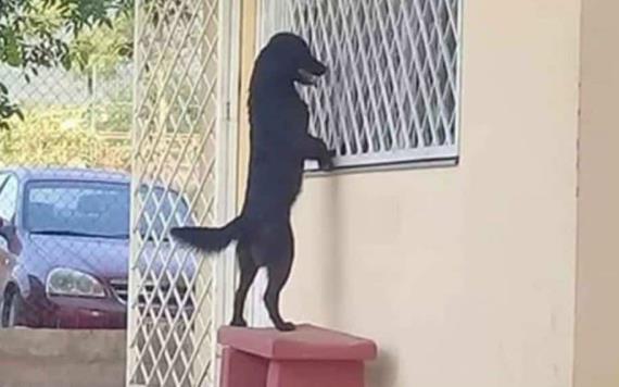 Perrito fue hasta la escuela de su amo para verlo por la ventana