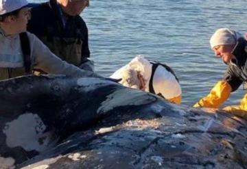 Ballena encontrada muerta en la playa tenía 40 kilos de plástico en el estómago