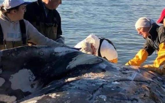 Ballena encontrada muerta en la playa tenía 40 kilos de plástico en el estómago