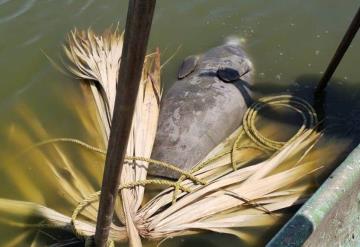 Encuentran a pequeño manatí muerto en Laguna de Balancán