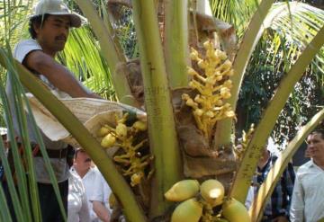 Tendrá Tabasco envasadora de agua de coco