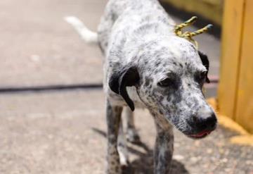 Presentan de nuevo una propuesta para sancionar el maltrato a los animales