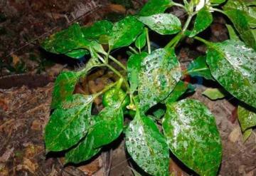 Alertan a habitantes de Cunduacán por lluvia de aceite