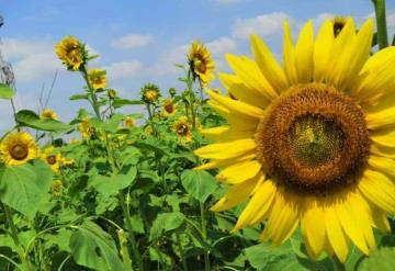 Cientos de tabasqueños disfrutan del Santuario de los Girasoles en Cárdenas