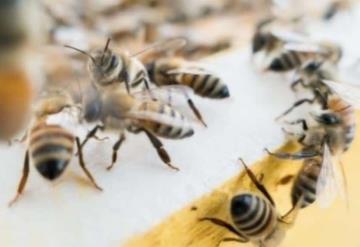 Fue al médico por un dolor en el ojo, le encontraron 4 abejas vivas en el interior