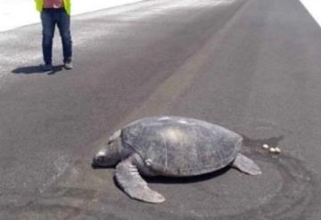 Tortuga viajó para enterrar sus huevos y encuentra su hogar convertido en aeropuerto