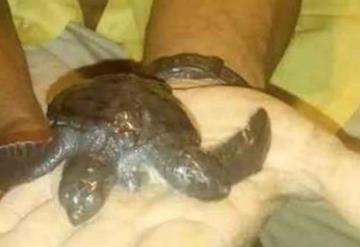 Tortuga de dos cabezas sorprende a pescadores en Michoacán