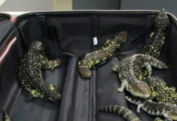 Detienen a mujer en el aeropuerto; le encuentran 19 reptiles en la maleta